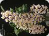 Dendrobium amabile Pink Lanterns